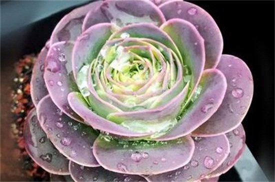 山地玫瑰的种类