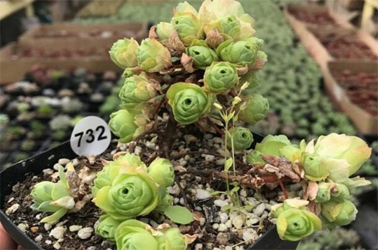 山地玫瑰木质化如何办，正常养护形成老桩