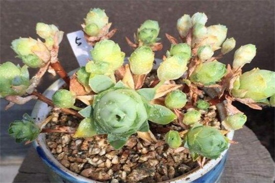 山地玫瑰木质化如何办，正常养护形成老桩