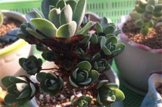 山地玫瑰木质化如何办，正常养护形成老桩