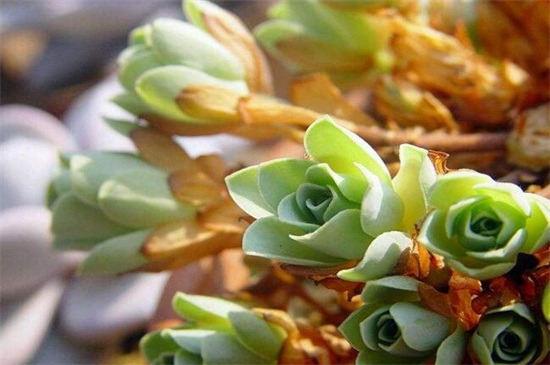 山地玫瑰木质化如何办，正常养护形成老桩