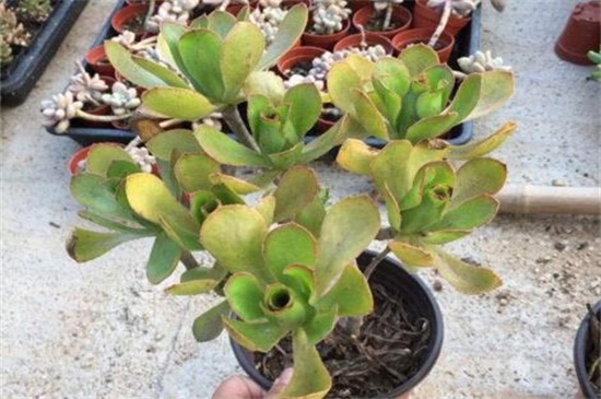 山地玫瑰木质化如何办，正常养护形成老桩