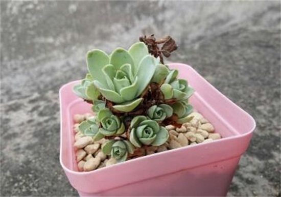 山地玫瑰如何浇水，夏季要留意控水(可采用浸盆法)