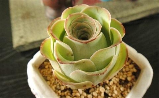 山地玫瑰如何浇水，夏季要留意控水(可采用浸盆法)