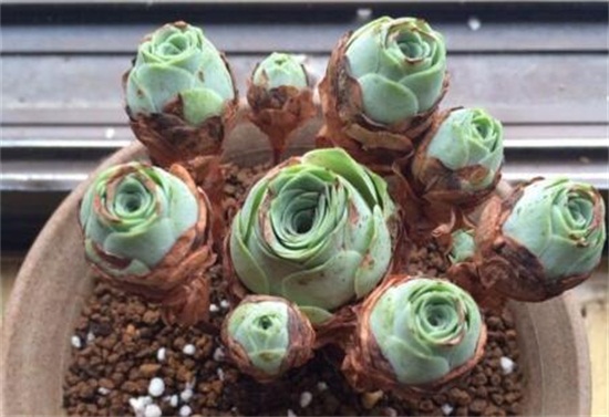 山地玫瑰如何浇水，夏季要留意控水(可采用浸盆法)