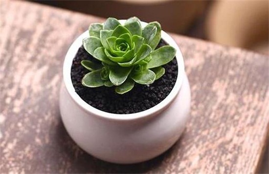 山地玫瑰如何浇水，夏季要留意控水(可采用浸盆法)