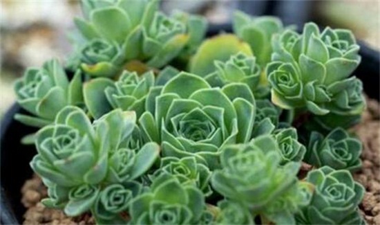 山地玫瑰如何浇水，夏季要留意控水(可采用浸盆法)