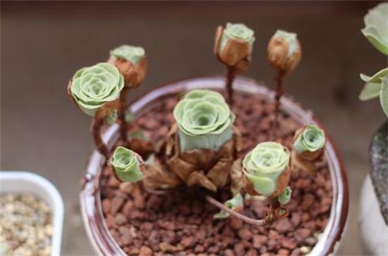 山地玫瑰如何浇水，夏季要留意控水(可采用浸盆法)