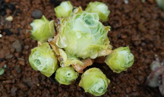 山地玫瑰如何浇水，夏季要留意控水(可采用浸盆法)