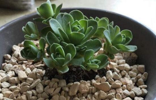 山地玫瑰如何爆盆，掌握6个要点即可爆盆