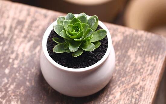 山地玫瑰如何爆盆，掌握6个要点即可爆盆