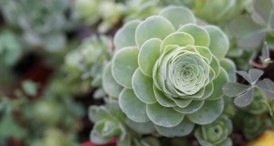 山地玫瑰如何爆盆，掌握6个要点即可爆盆