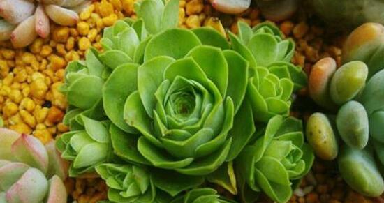 山地玫瑰如何爆盆，掌握6个要点即可爆盆