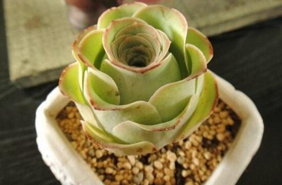 山地玫瑰如何爆盆，掌握6个要点即可爆盆