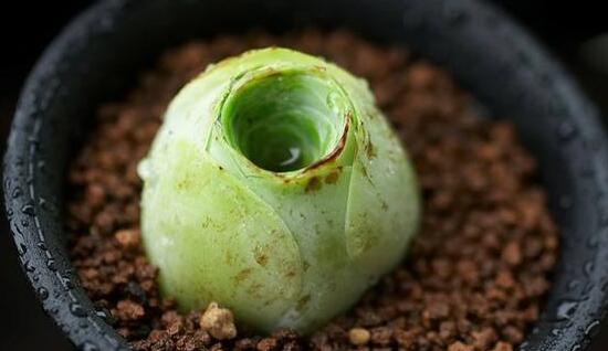 山地玫瑰如何爆盆，掌握6个要点即可爆盆