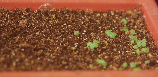 山地玫瑰如何爆盆，掌握6个要点即可爆盆