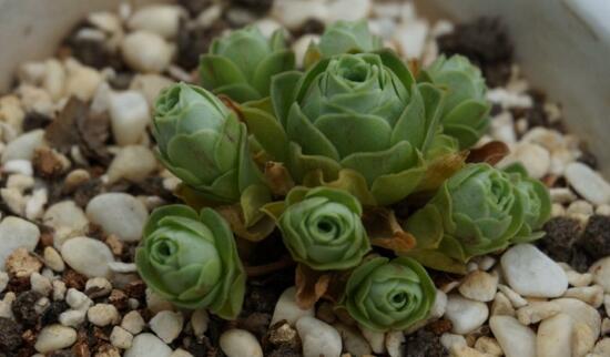 山地玫瑰如何爆盆，掌握6个要点即可爆盆