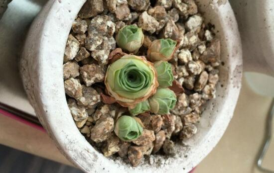 山地玫瑰如何爆盆，掌握6个要点即可爆盆