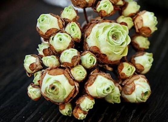 山地玫瑰如何繁殖，分株/播种/砍头三法皆可