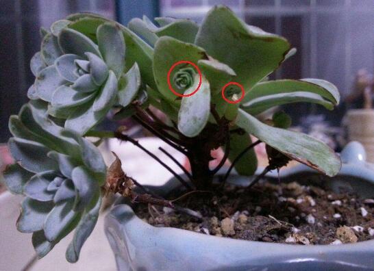 山地玫瑰如何繁殖，分株/播种/砍头三法皆可