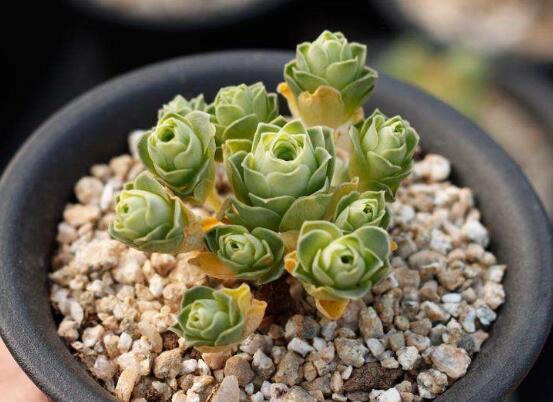 山地玫瑰如何繁殖，分株/播种/砍头三法皆可