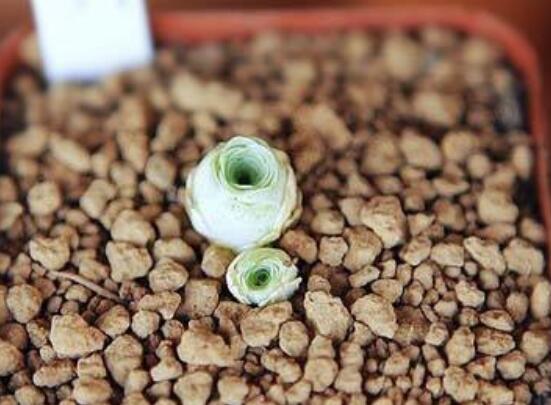 山地玫瑰如何繁殖，分株/播种/砍头三法皆可