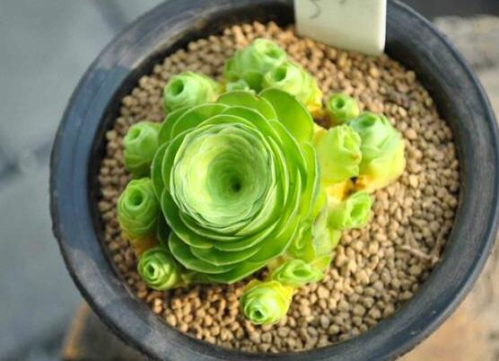 山地玫瑰如何繁殖，分株/播种/砍头三法皆可