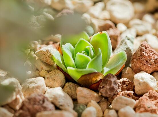 山地玫瑰如何繁殖，分株/播种/砍头三法皆可