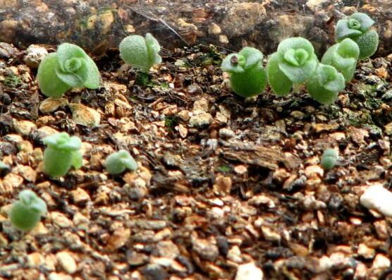 山地玫瑰如何繁殖，分株/播种/砍头三法皆可