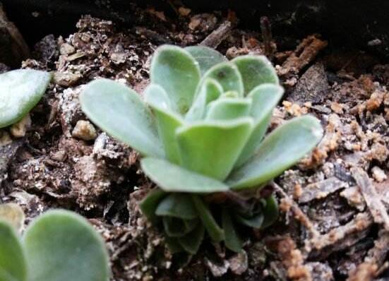 山地玫瑰如何繁殖，分株/播种/砍头三法皆可