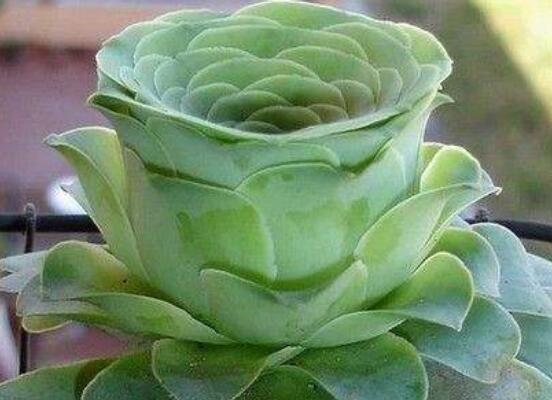 山地玫瑰如何繁殖，分株/播种/砍头三法皆可