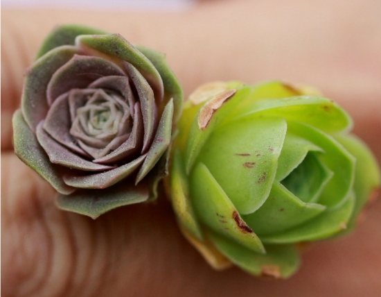 山地玫瑰的花语是什么？花语是爱和美；代表着永不凋谢的爱和美。