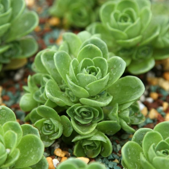 山地玫瑰的花语是什么？花语是爱和美；代表着永不凋谢的爱和美。