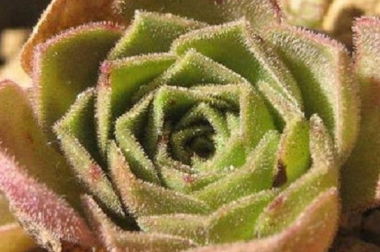 山地玫瑰的花语是什么？花语是爱和美；代表着永不凋谢的爱和美。