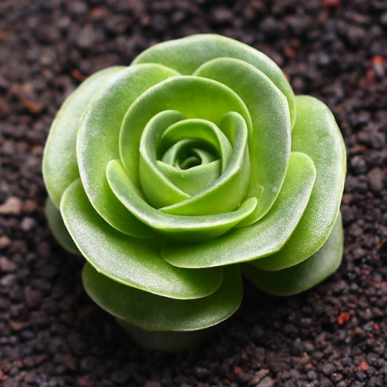 山地玫瑰的花语是什么？花语是爱和美；代表着永不凋谢的爱和美。