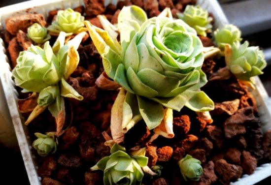 山地玫瑰的繁殖办法：山地玫瑰的繁殖一般采用分株、播种、砍头等等方式