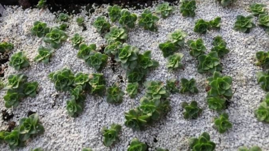 山地玫瑰的繁殖办法：山地玫瑰的繁殖一般采用分株、播种、砍头等等方式