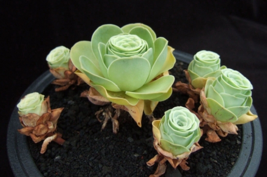 山地玫瑰叶子发黄如何办？山地玫瑰叶子发黄处理措施