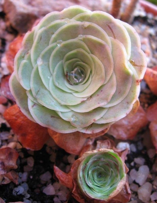 山地玫瑰叶子发黄如何办？山地玫瑰叶子发黄处理措施