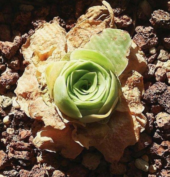 山地玫瑰叶子发黄如何办？山地玫瑰叶子发黄处理措施