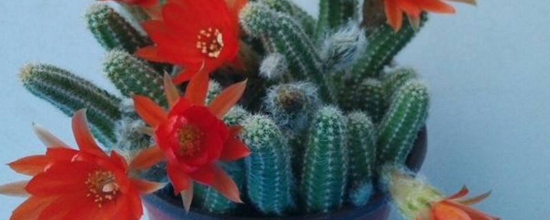 仙人指不开花是如何办