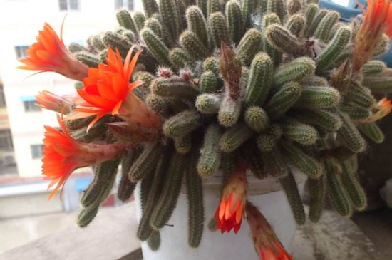 仙人指不开花是如何办