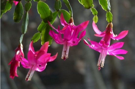 仙人指如何修剪，修剪病弱枝控制株型