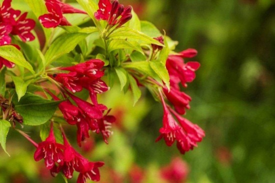 仙人指如何修剪，修剪病弱枝控制株型