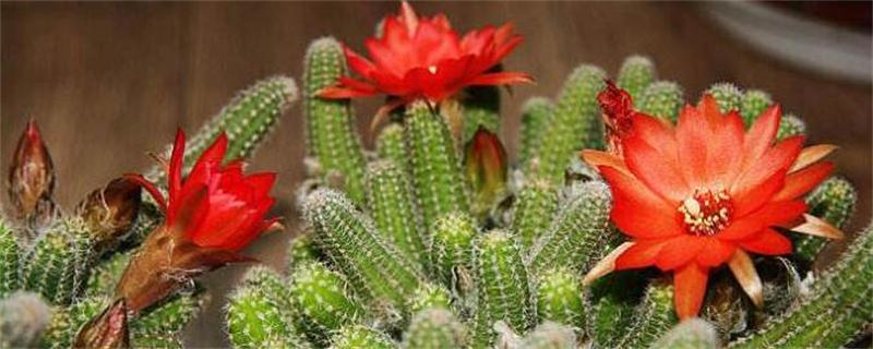 仙人指为何会不开花