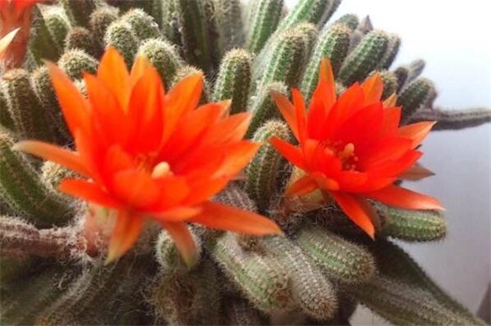 仙人指为何会不开花