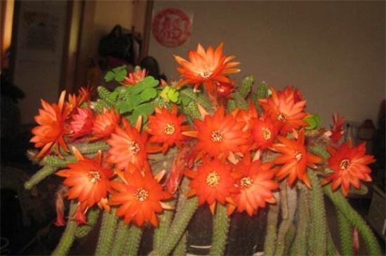 仙人指为何会不开花