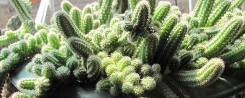 仙人指软塌塌如何办