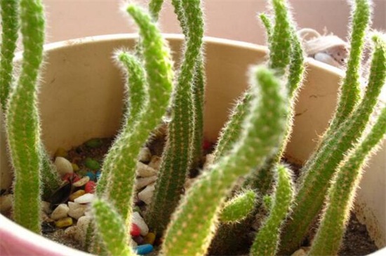 仙人指软塌塌如何办