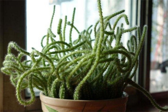 仙人指软塌塌如何办